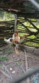ayam baik