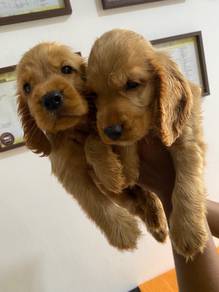 cocker spaniel