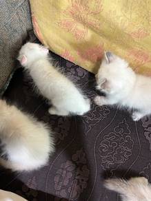 Mix American Curl