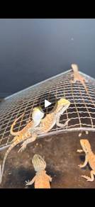 Bearded Dragon 