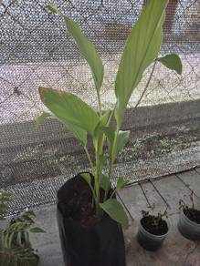 Pokok Kunyit Hidup Kunyit Makan Hybrid