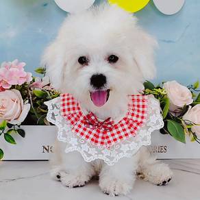 Bichon