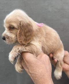 ENGLISH COCKER SPANIEL PUPPIES F365 🌻 Female