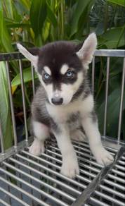 husky