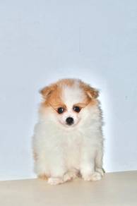 x18 Snuggly Pomeranian Puppy