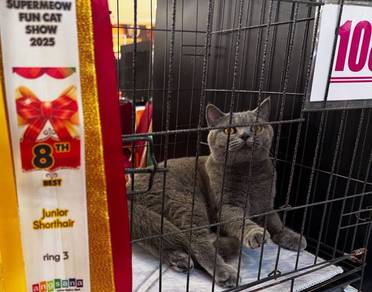 Female BSH