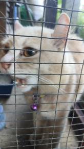 American Curl