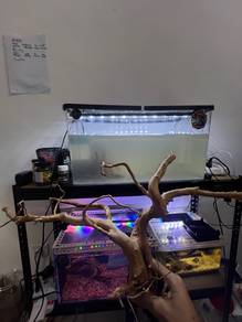 Spiderwood