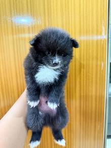 pomshi puppie 