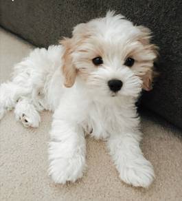 U1551 Tiny Maltichon Maltese mix Bichon mix White