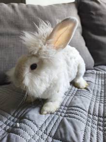 [WTS]Teddy Rabbit