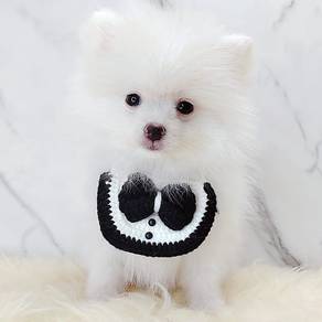 Pomeranian
