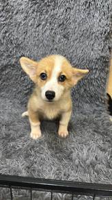 CorgiFemaleF-1Dob : 02-07-26