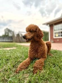 Giant Poodle