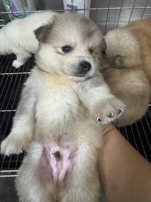 Pomsky