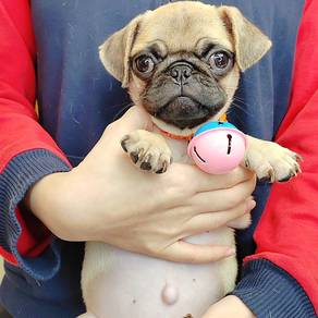 Pug