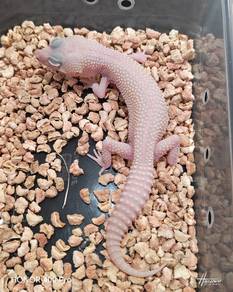 Premium Leopard Gecko 