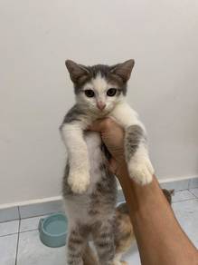 kitten mix adopt