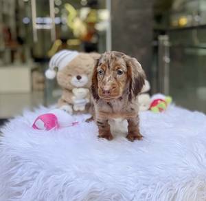 MINIATURE DACHSHUND Puppies D161 PREMIUM Quality
