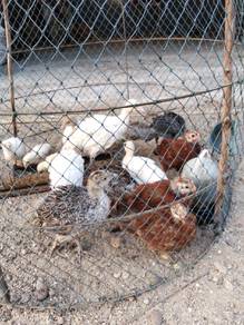 ank ayam belanda