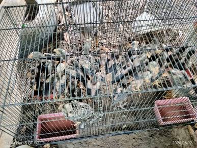 ayam sabung kurik 