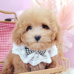 Toy Poodle