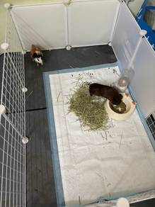 Guinea Pig Untuk Dilepaskan