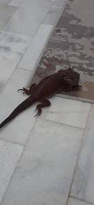 Bearded Dragon 
