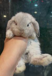 Holland lop