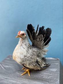 Ayam Japanese Bantam Betina