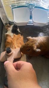 Guinea Pigs + Complete Home & Care Setup