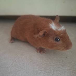 Guinea Pig