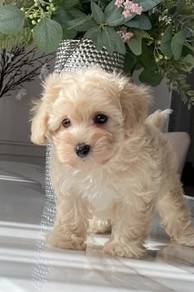 T7600 Nuzzly Maltipoo Maltese mix Poodle mix Short