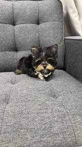 Pure Breed Yorkshire Terrier (M) 纯种标体约克夏 男生