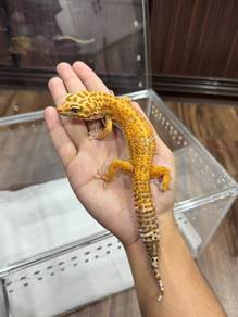 Leopard gecko