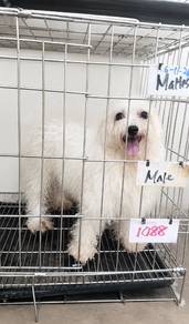 Adult Maltese for Adoption (Male) 1岁多 马尔济斯 男生