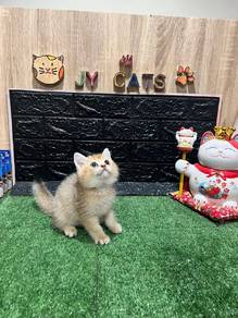 BSH  GOLDEN (Kitten) 