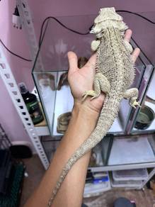 Bearded Dragon 