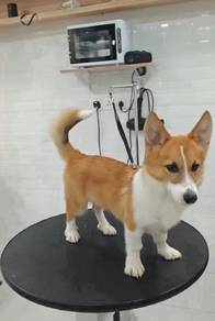 Corgi Male pup super big bones with tail