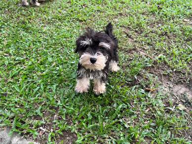 Miniature Schnauzer