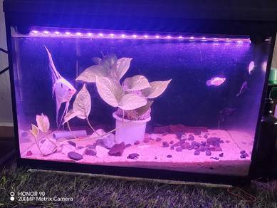 Aquarium 1 kaki lebih 