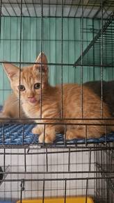 Kitten munchkin