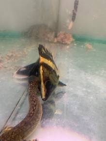 New guinea tiger fish
