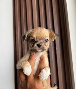 chihuahua-5
