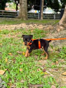 mini pincher puppy for sale
