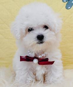 Bichon Frise