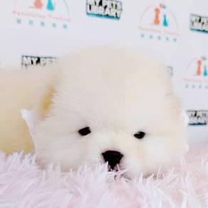 Chow Chow