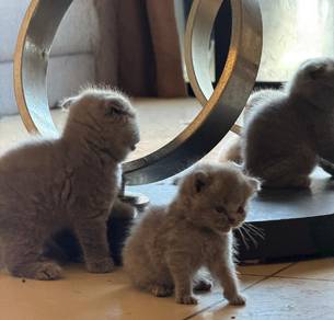 scottish fold kitten