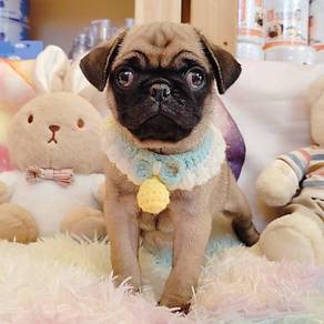 Pug