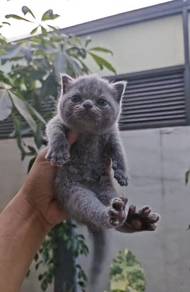 British shorthair